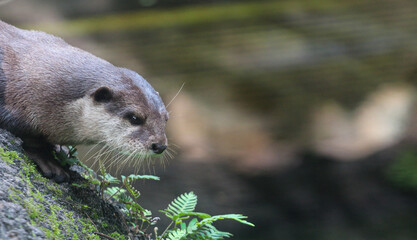 River Otter 