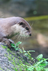 River Otter 