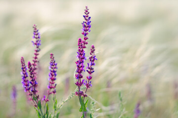 Plakat Sage flowers. Spring, nature and meadow wallpaper. Sage is blossom in the steppe. Macro shot.