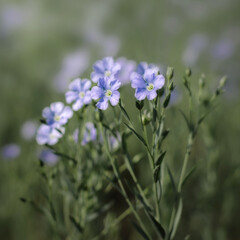 Blue flowers of flax in a field. close up, shallow depth of field