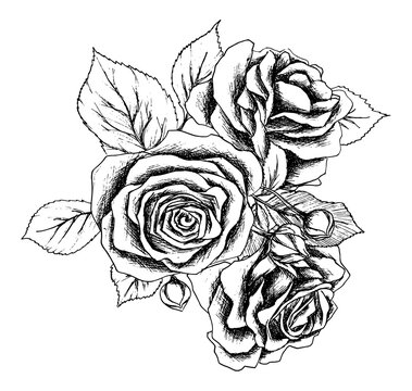 Beautiful monochrome black and white bouquet rose isolated on background. Hand-drawn. Design greeting card and invitation of the wedding and other holidays.