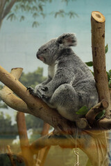 Koala on a Branch 
