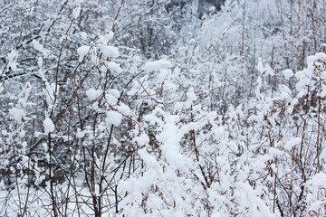 Beautiful snowy winter forest with trees covered with frost and snow close up. Nature winter background with snow-covered branches. white frost on trees, white drifts Road, trail in the winter forest