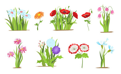 Set of wild forest and garden flowers. Spring concept. Flat flower illustration isolate on a white background.