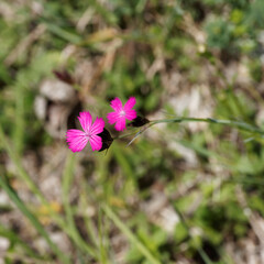 (Dianthus carthusianorum) Oeillet des Chartreux aux fleurs miniatures solitaires &agrave; p&eacute;tales roses poupr&eacute;es vein&eacute;es de sombre, &eacute;tamines bleu&acirc;tre