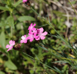 Dianthus carthusianorum ou oeillet des Chartreux à fleur miniature aux pétales dentées rose pâle à rose pourpré veinée de rose foncé sur haute tige rigide