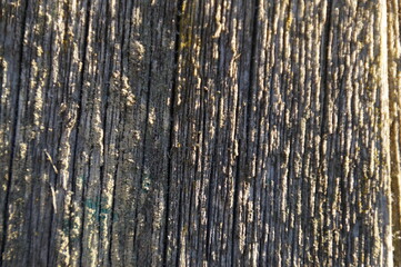 Obraz premium close-up wood texture