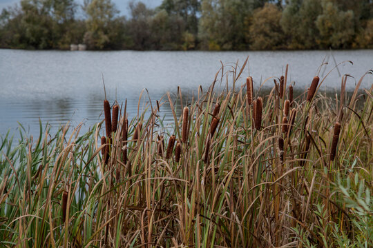 An autumn day on the lake, the shores of which are overgrown with yellow grass and reeds.