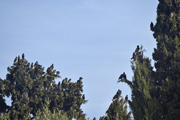 Nu&eacute;e d'&eacute;tourneaux sansonnets colonisant un arbre.