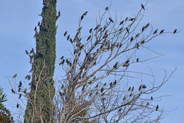 Nuée d'étourneaux sansonnets colonisant un arbre.