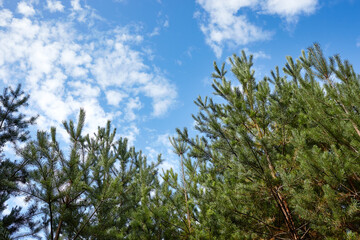 Pine trees against a blue sky with clouds on a sunny day