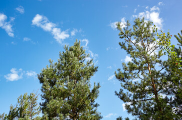 Pine trees against a blue sky with clouds on a sunny day