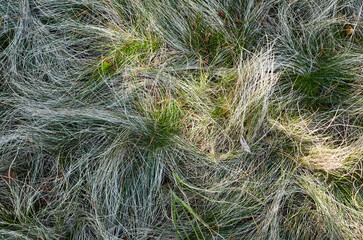 Natural and messy, luscious long green meadow grass forms patterns in the wind