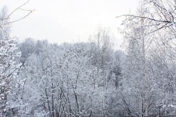 Beautiful snowy winter forest with trees covered with frost and snow close up. Nature winter background with snow-covered branches. white frost on trees, white drifts Road, trail in the winter forest
