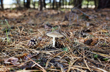 Toxic and hallucinogen mushroom Fly Agaric in needles and leaves on autumn forest background. Amanita Muscaria, poisonous mushroom