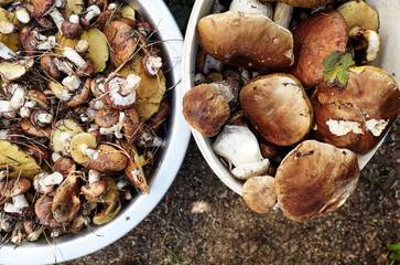 Dirty, unpeeled Boletus and Suillus mushrooms in bucket