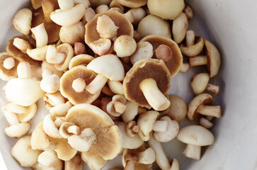 Clean, peeled Suillus mushrooms in metal pan. Fresh uncooked mushrooms background