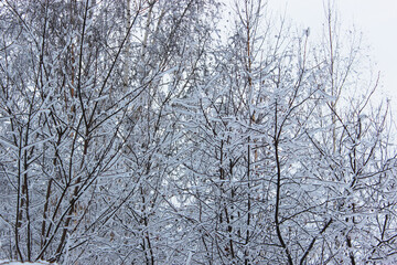 Beautiful snowy winter forest with trees covered with frost and snow close up. Nature winter background with snow-covered branches. white frost on trees, white drifts Road, trail in the winter forest