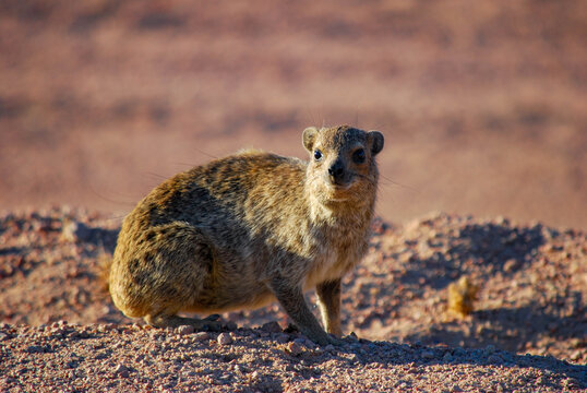 Curiosit&eacute; du Damaraland.