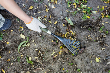 The gardener's hands use a rake to loosen the soil for planting seeds and plants