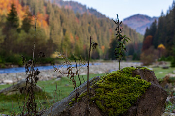 Autumn landscape in a mountain valley - yellow and red trees combined with green needles along the banks of the river with rocky banks. Colorful autumn landscape scene in the Ukrainian Carpathians.