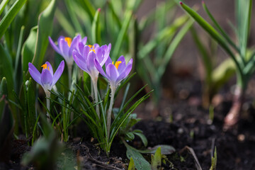 Obraz premium Purple crocus flowers in the early spring garden