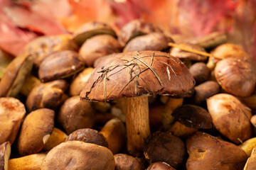 Thanksgiving day background decorated with forest mushrooms and autumn leaves. Autumn still life. Halloween holiday.