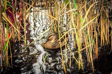 duck in the grass