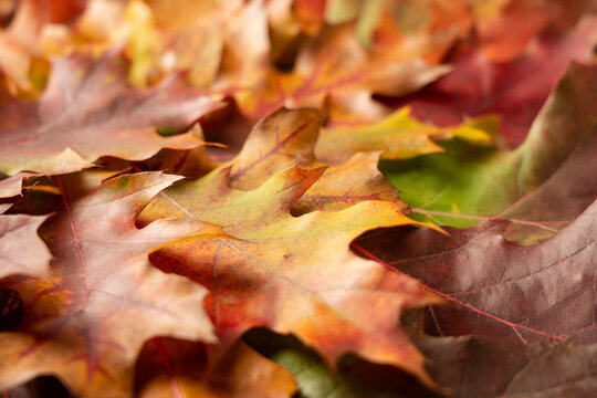 Autumn background from colorful leaves with bokeh. Close-up photo of texture of autumn leaves. Thanksgiving day background.