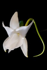 Angraecum Orchid Flower (Angraecum magdalenae)