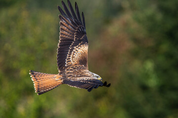 Rotmilan (Milvus milvus)