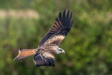 Rotmilan (Milvus milvus)