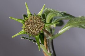 Close-up of a Dorstenia Flower (Dorstenia hildebrandtii)