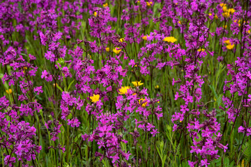 Cute little purple and yellow wildflowers