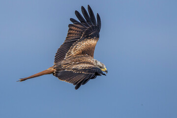 Rotmilan (Milvus milvus)