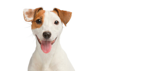 Funny dog on white background with copy space