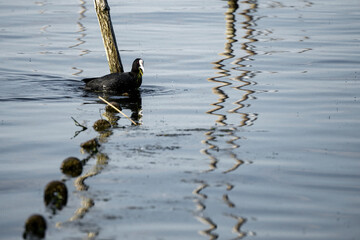 Blässhuhn auf dem See