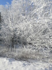 snow covered trees