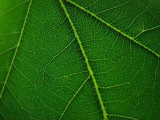 close up of leaf