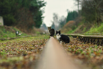 Małe koty lub kotki na szynie kolejowej. Fragment torowiska kolei wąskotorowej. Zdjęcie wykonane...