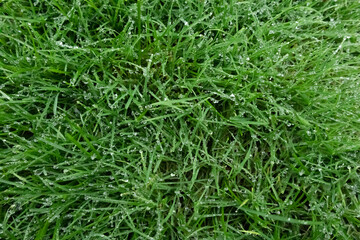 Spring season sunny lawn mowing in the garden with drops of water dew. Lawn blur with soft light for background.
