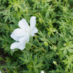 Obraz premium (Geranium sanguineum 
