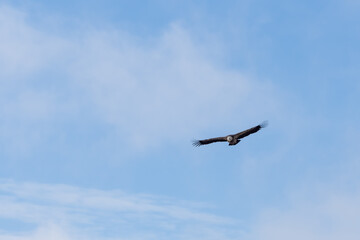 Griffon Vulture (Gyps Fulvus) soaring over Sau Reservoir in Osona, Catalunya