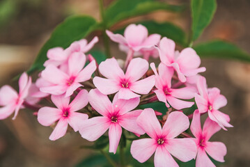 Pink flowers