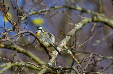 Blaumeise (Cyanistes caeruleus), lustig, Herbst