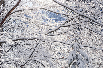 Winter landscape - view of the snowy branches in the winter mountain forest after snowfall