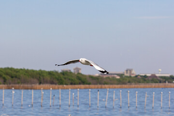 Seagulls are flying, symbolizing freedom and nature. A white tern hovering over food from people.