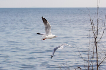 Seagulls are flying, symbolizing freedom and nature. A white tern hovering over food from people.