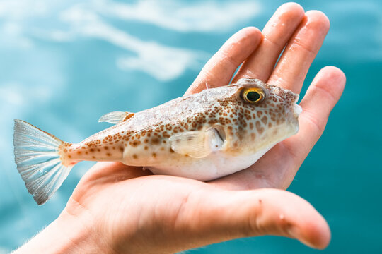 Poisonous puffer Fugu fish is lying on the palm of hand, Gulf of Thailand.