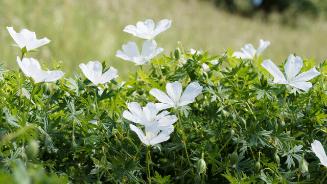 Geranium sanguineum "Alba" | G&eacute;ranium vivace sanguin &agrave; floraison blanc pur, veinules translucides, dans un feuillage touffu, incis&eacute;, d&eacute;coup&eacute; vert pomme au sommet de tige duveteuse